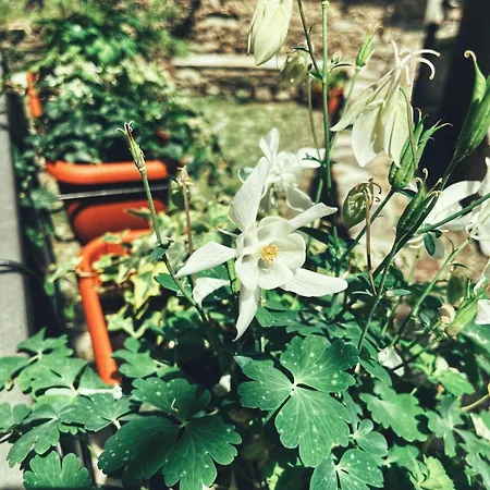 Daire Casa Nel Borgo *